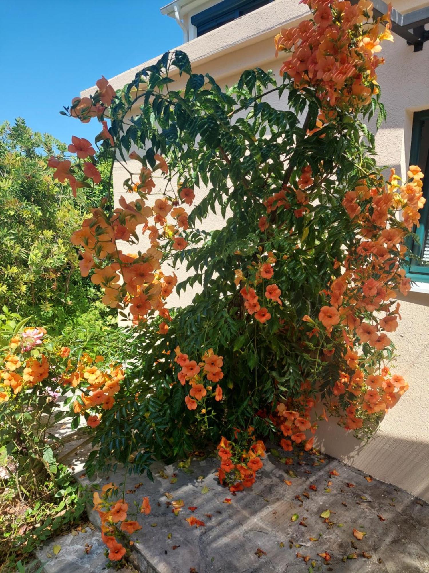 Kjara Apartments Tivat Buitenkant foto